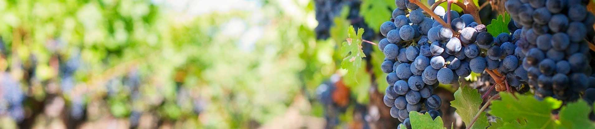 Les vignobles du Bergeracois